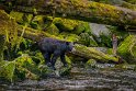 067 Anan Creek, zwarte beer